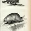1. Raccoon; 2. American Badger.