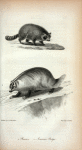 1. Raccoon; 2. American Badger.