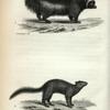 1. Wolverene;  2. Fisher.