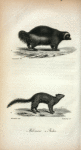 1. Wolverene;  2. Fisher.