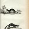 1. Sable; 2. Weasel; 3. Pine Weasel.