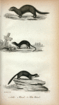 1. Sable; 2. Weasel; 3. Pine Weasel.