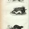 1. Skunk; 2. Ermine; 3. Mink.