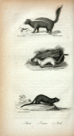 1. Skunk; 2. Ermine; 3. Mink.