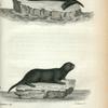 1. Sea Otter; 2. American Otter.