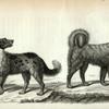 1. Newfoundland Dog; 2. Eskimaux Dog.