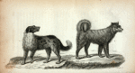 1. Newfoundland Dog; 2. Eskimaux Dog.