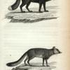 1. Black Fox. 2. Grey Fox.