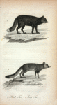 1. Black Fox. 2. Grey Fox.