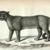 Cougar.