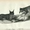 1. Canada Lynx; 2. Wild Cat.