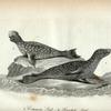1. Common Seal; 2. Hooded Seal.