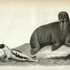 1.  Harp Seal; 2. Walrus.