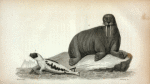 1.  Harp Seal; 2. Walrus.