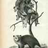 Opossum Male & Female with their Young.