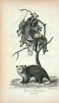 Opossum Male & Female with their Young.