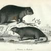 1. Beaver; 2. Muskrat.