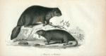1. Beaver; 2. Muskrat.