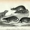 Rats: 1. Florida; 2. Pouched; 3. Water; 4. Common.