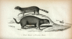 1. Hoods Marmot ; 2. Louisiana Marmot.