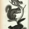1. Chickaree Squirrel; 2. Grey Squirrel; 3. Black Squirrel.