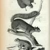 1. Flying Squirrel; 2. Great-tailed  Squirrel; 3. Ground Squirrel.