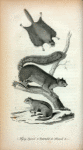1. Flying Squirrel; 2. Great-tailed  Squirrel; 3. Ground Squirrel.