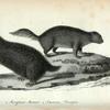 1. Maryland Marmot;  2. American Porcupine.