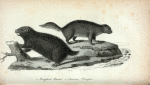 1. Maryland Marmot;  2. American Porcupine.