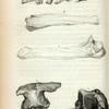 Fig. 1, 2, 3. Bones of Jeffersons Giant Sloth; * Fossil Deer; + Fossil Deer (See Supplement D. Vol. 3)
