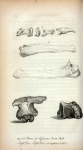 Fig. 1, 2, 3. Bones of Jeffersons Giant Sloth; * Fossil Deer; + Fossil Deer (See Supplement D. Vol. 3)