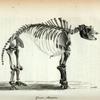 Great Mastodon.