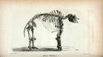 Great Mastodon.