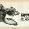 Mastodon.
