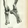 Mastodon: 1. Humerus;  2. Ulna; 3. Radius; 4. Femur; 5. Tibia; 6. Fibula.