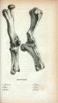 Mastodon: 1. Humerus;  2. Ulna; 3. Radius; 4. Femur; 5. Tibia; 6. Fibula.
