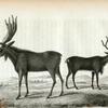 Moose Deer (Cervus Alces); Rein Deer (Cervus Tarandus).