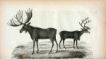 Moose Deer (Cervus Alces); Rein Deer (Cervus Tarandus).