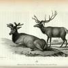 Elk (Cervus Canadensis): 1. Horn of the Animal in his 7th year; 2. Young horns in his 8th year.