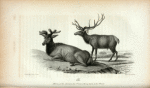 Elk (Cervus Canadensis): 1. Horn of the Animal in his 7th year; 2. Young horns in his 8th year.