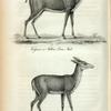 1. Virginia or Fallow Deer, Male; 2. Fallow Deer, Female.