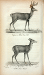 1. Virginia or Fallow Deer, Male; 2. Fallow Deer, Female.