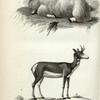 1. The Mountain Goat; 2. Prong Horn Antilope.