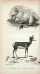 1. The Mountain Goat; 2. Prong Horn Antilope.