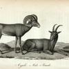 Argali (Ovis Ammon): 1. Male; 2. Female.