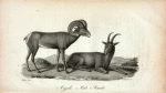 Argali (Ovis Ammon): 1. Male; 2. Female.