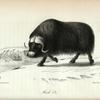 Musk Ox.