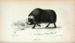 Musk Ox.