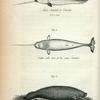 Fig. 1. Male Narwal, or Unicorn (15 Ft. in length); Fig. 2. Under side view of the same Narwal;  Fig. 3. Lamantin.