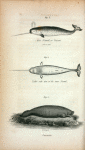 Fig. 1. Male Narwal, or Unicorn (15 Ft. in length); Fig. 2. Under side view of the same Narwal;  Fig. 3. Lamantin.